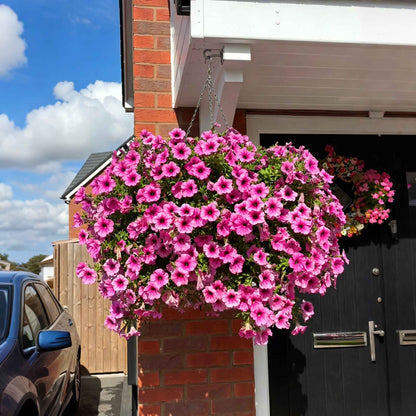 🔥Last Day 60% OFF😍UV Resistant Artificial Petunias Flowers🌺