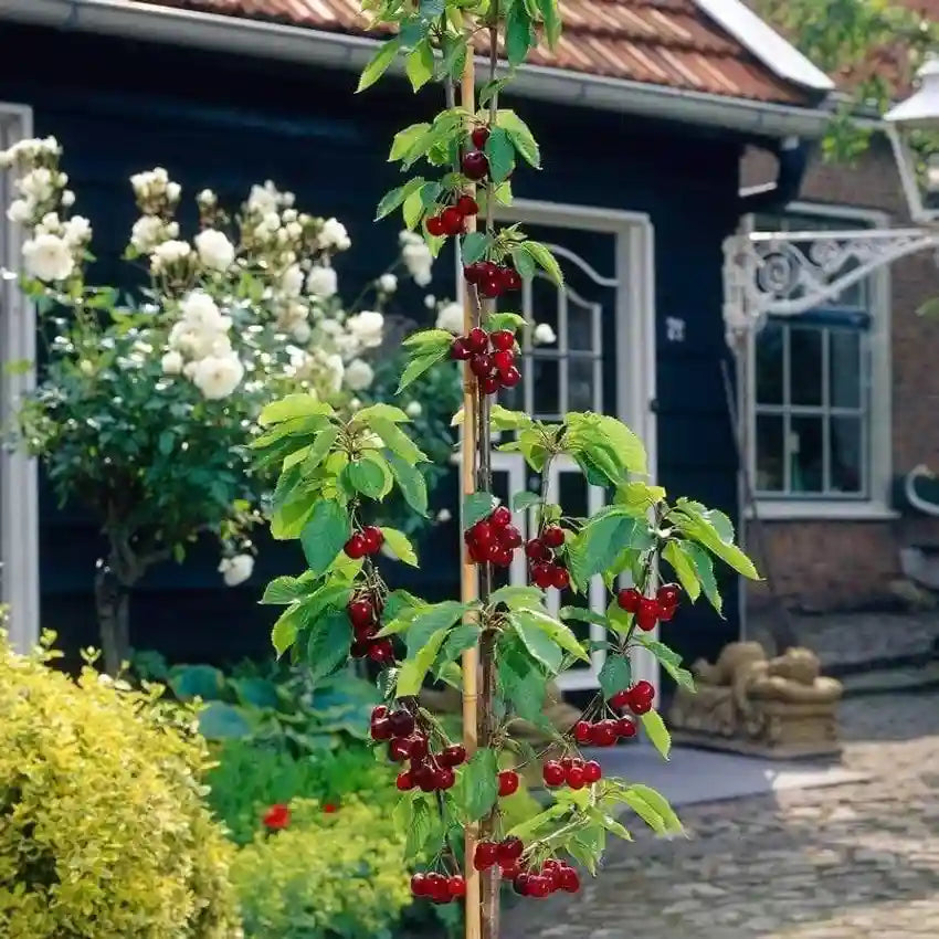 ✨Top Grade & Productive – Chilean Cherry Seeds Direct from Origin🌱