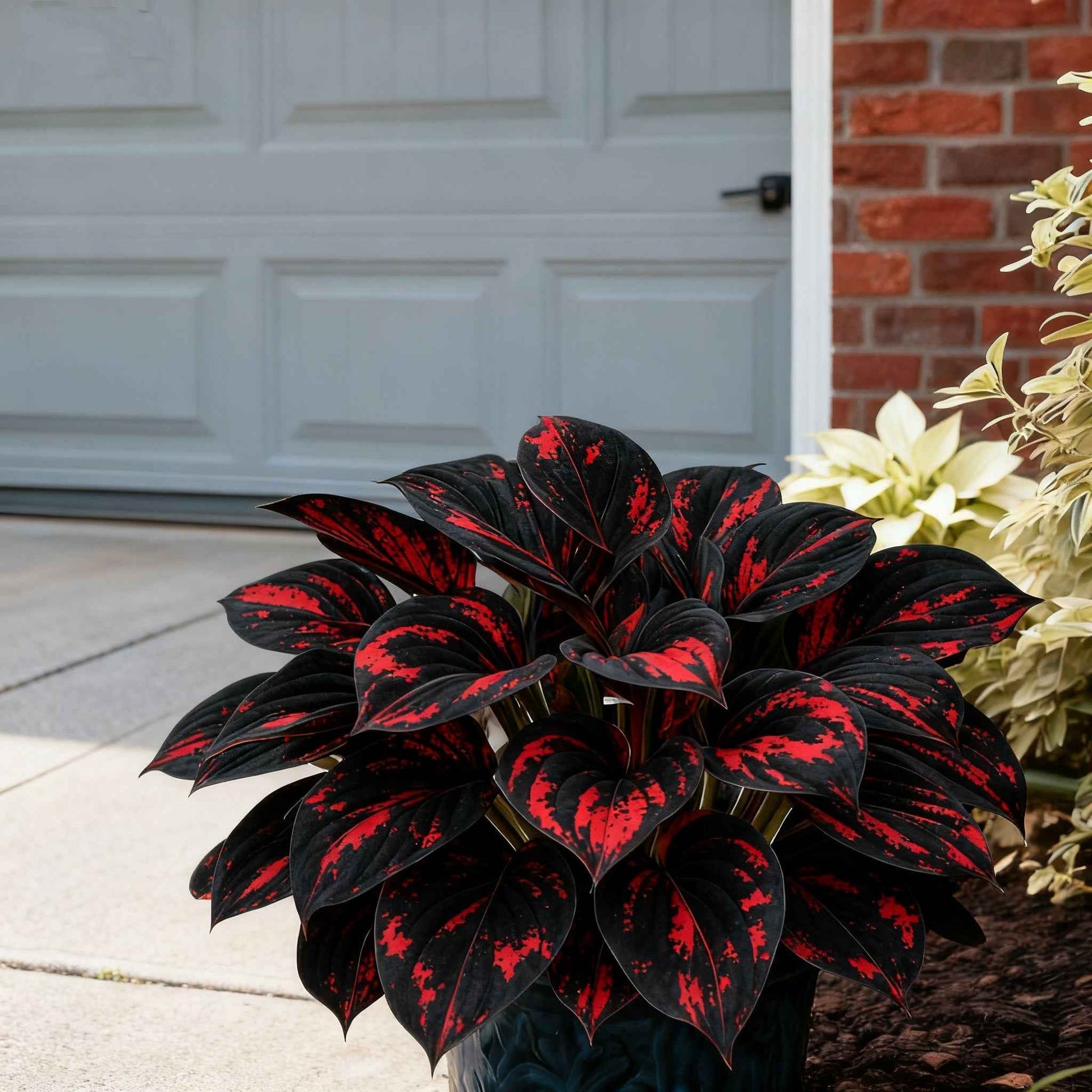🌿 Premium Hosta Seeds | Celebrate America 250th Anniversary