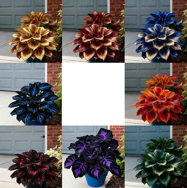 🌿 Premium Hosta Seeds | Celebrate America 250th Anniversary