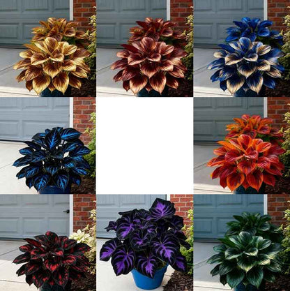 🌿 Premium Hosta Seeds | Celebrate America 250th Anniversary