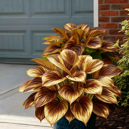 🌿 Premium Hosta Seeds | Celebrate America 250th Anniversary