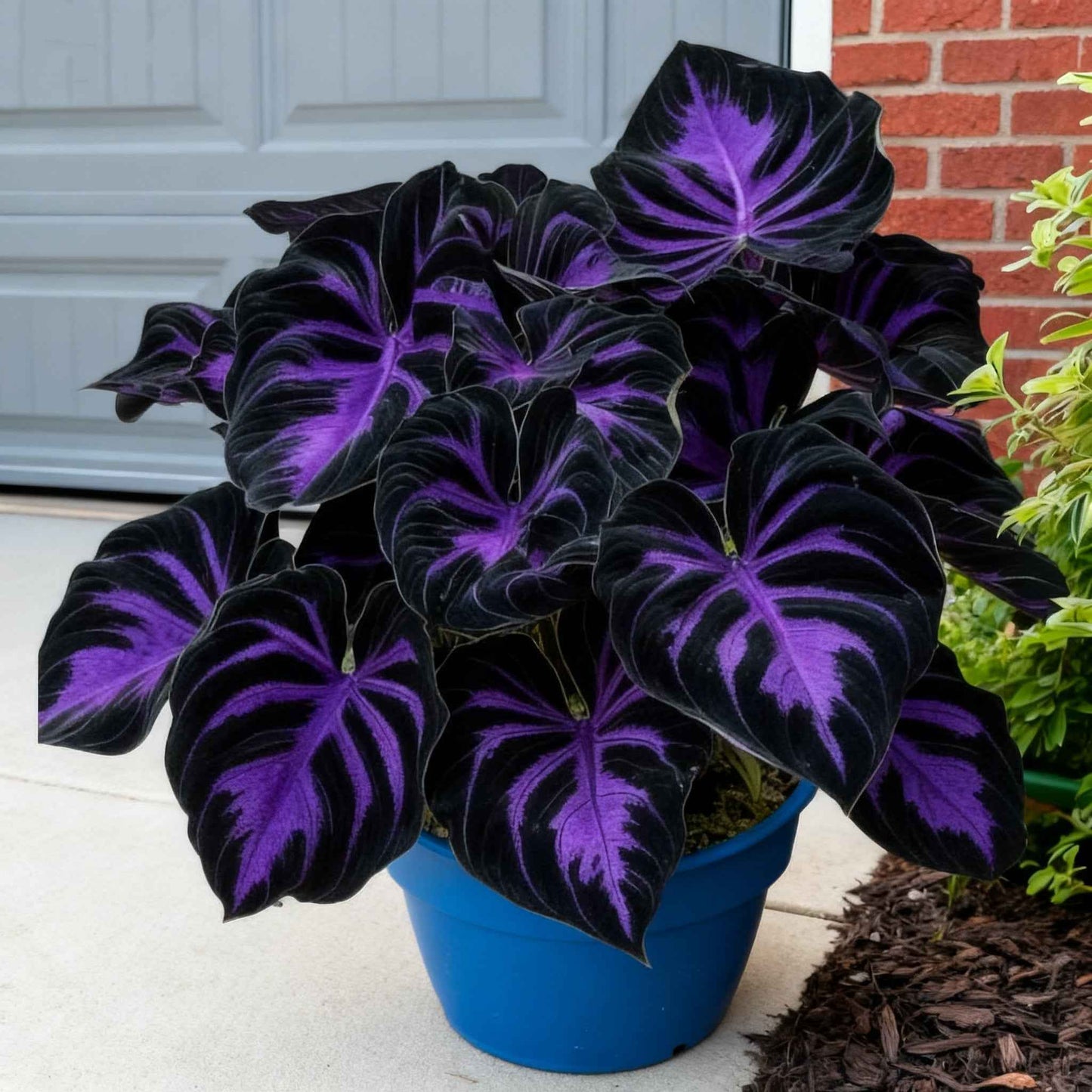 🌿 Premium Hosta Seeds | Celebrate America 250th Anniversary