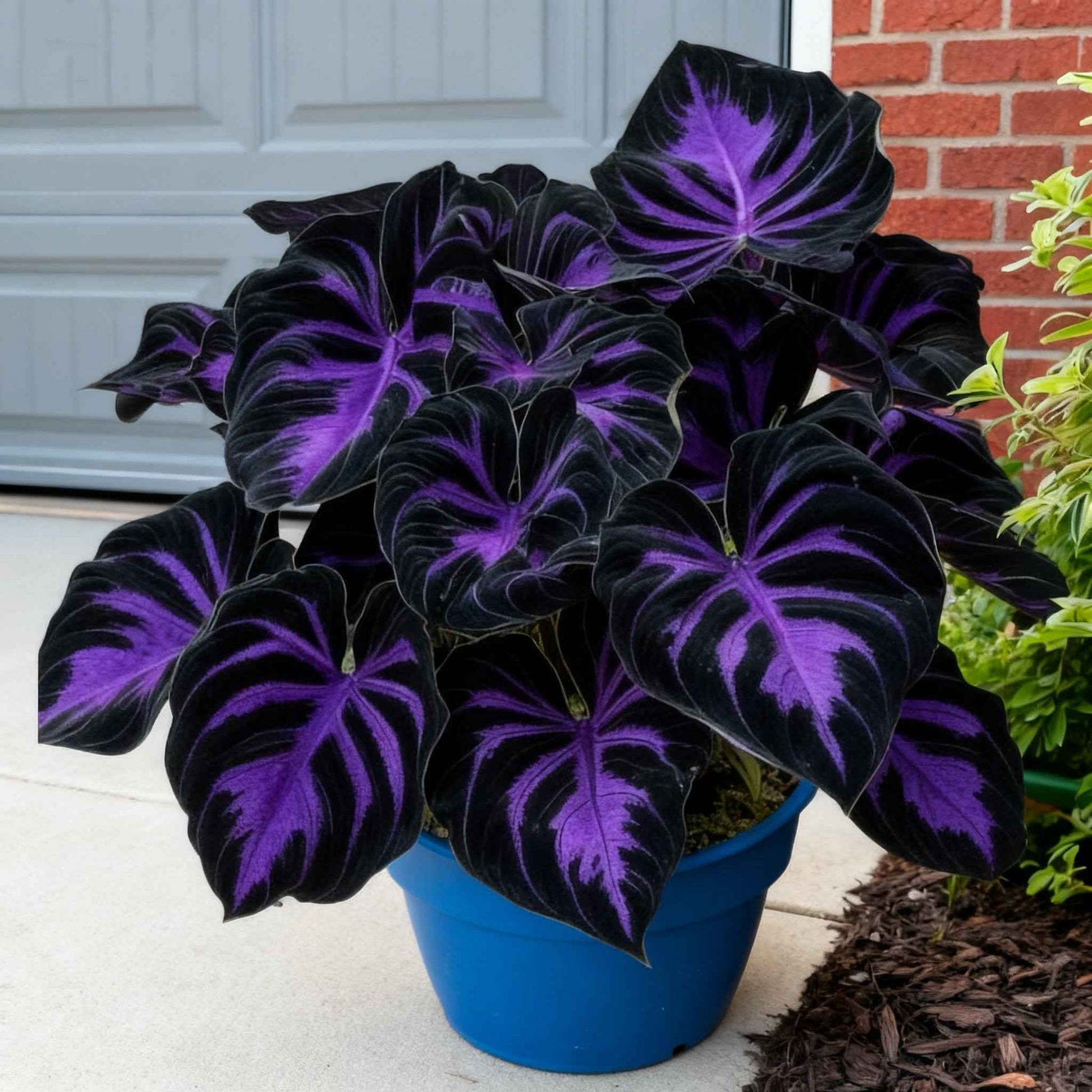 🌿 Premium Hosta Seeds | Celebrate America 250th Anniversary