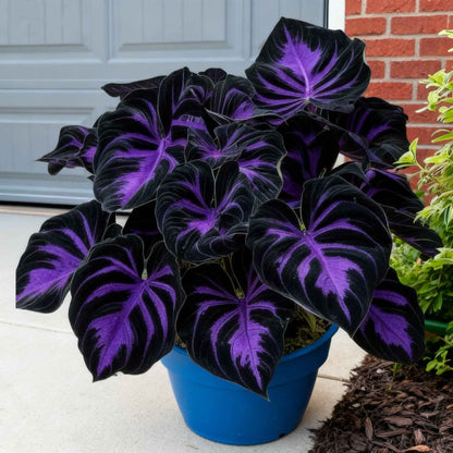 🌿 Premium Hosta Seeds | Celebrate America 250th Anniversary