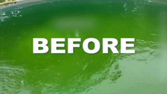 Before and after pool water cleaning result