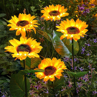 Buy 1 Sunflower